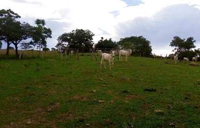 Imagem 3: Fazenda - Venda 80 KM da capital, 60 km de asfalto + 20 km de estrada de chão