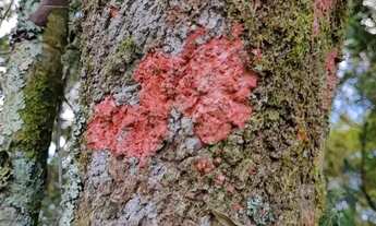 Imagem 2: CHÁCARA GRANDE- CASA NOVA-ÁGUA DE NASCENTE- TERRENO PLANO- REGIÃO DE EXTREMA MG