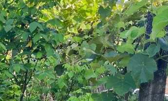 Imagem: Venda Chácara