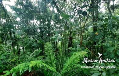 Imagem 3: Terreno 4.300 m² com uma casa em Santo Amaro da Imperatriz