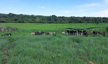 Imagem 5: Sítio 8,5 Alqueires c/ 21 piquetes e mais 9 divisões pasto - 12 KM Mutunópolis GO