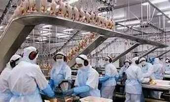 Imagem 3: Frigorífico de grande/Frangos Porte - Interior de Pernambucoi