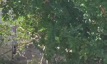 Imagem 6: Terreno em santa Terezinha