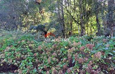 Imagem 6: Lote em rua 21 - Alpes - São Francisco de Paula/RS