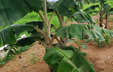 Imagem 2: Vendo esse terreno