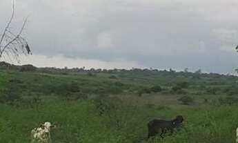 Imagem 3: Linda Fazenda com 190 hc. entre bom jesus e São Pedro do potengi