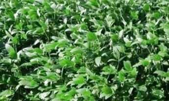 Imagem 3: Fazenda/sítios/chácaras com 3 dormitórios à venda em Dois Irmãos Do Tocantins