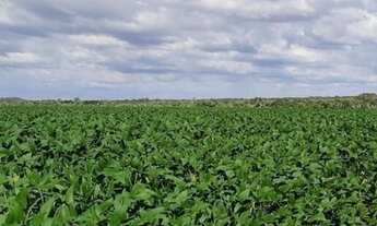 Imagem 2: Fazenda/sítios/chácaras com 3 dormitórios à venda em Dois Irmãos Do Tocantins