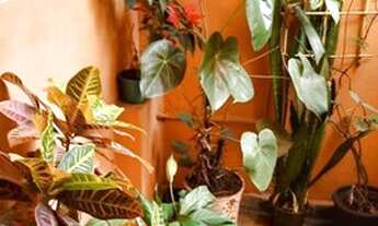 Imagem 7: SOBRADO - JABAQUARA - SP