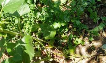 Imagem 6: Chácara a venda em Cocalzinho Condomínio Parque das Águas com area de lazer...