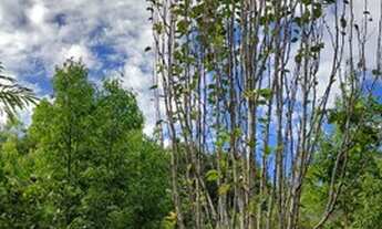 Imagem 2: Venda ou troca Chácara com venda por R$100.000