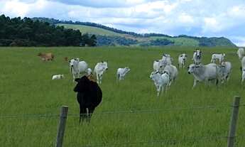 Imagem 4: Fazenda em Guareí
