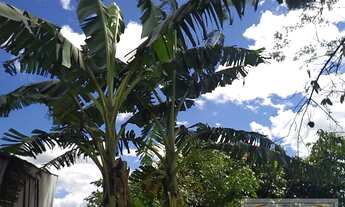 Imagem 4: Mirassol - Fazenda - Córrego do Limão