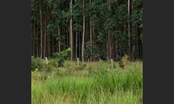 Imagem 6: 1.100 há a 40 minutos de Campo Grande MS