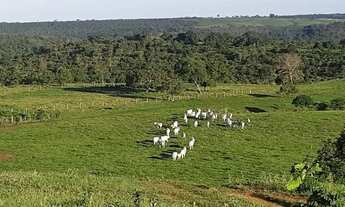 Imagem 10: . Uma Fazenda 110 alqueires 67 km de Porto Nacional