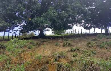 Imagem 3: Vendo/ troco área com 2440 mt2 na lagoa do limão