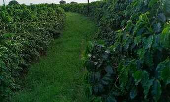 Imagem 3: Sítio 100% café produzindo