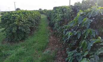 Imagem 2: Sítio 100% café produzindo