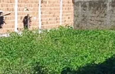 Imagem 3: Lote com 245M² no Matapoã no Bairro Mosqueiro