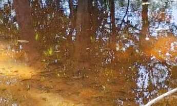 Imagem 3: Vendo esse lindo terreno na beira do rio tarumã prox ao famoso avião do tarumã