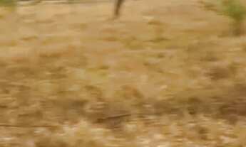 Imagem 3: Chácara de 20 mil metros a 55 km de Goiânia