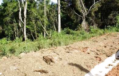 Imagem 3: Lote em Campos do Jordão - Vila Abernéssia - Campos do Jordão/SP