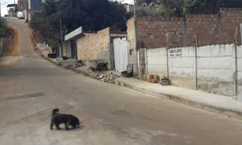 Imagem 6: Lote 17,00 Mts frente,lado cima da rua,asf.,esg.,água,luz, B.Jd.Paulista/Paquetá 48.900