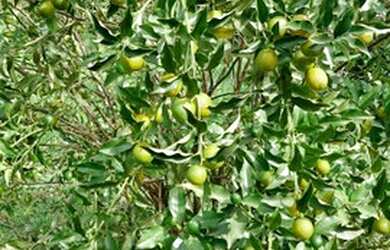 Imagem 10: Venda ou troca Chácara com venda por R$100.000