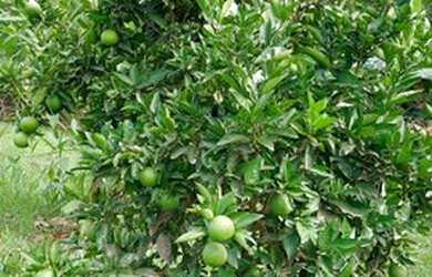 Imagem 9: Venda ou troca Chácara com venda por R$100.000