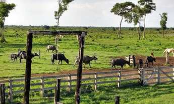 Imagem: Fazenda 413 Alqueires, Peixe - TO