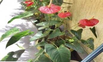 Imagem 2: 07379 - Casa 3 Dorms. (1 Suíte), VILA CLARICE - SÃO PAULO/SP