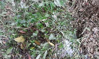 Imagem 5: Terreno Escriturado - mini sítio