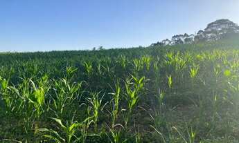 Imagem 6: Terrenos Planos e Limpos Para Sua Casa de Campo em Ibiúna