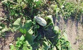 Imagem 5: Vendo Chácara Bebedouro Linhares