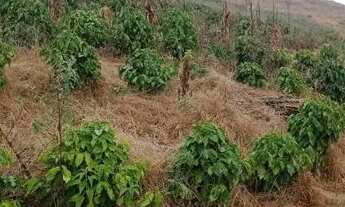 Imagem 5: Chácara em São Roque Maravilha - Alfredo Chaves