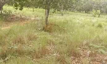 Imagem 5: . Uma Fazenda de 50 alqueires município de Pium Tocantins