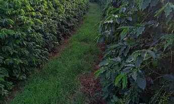 Imagem 5: Sítio 100% café produzindo