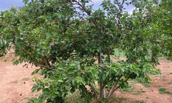 Imagem 6: Chácara ! Aceito imóveis