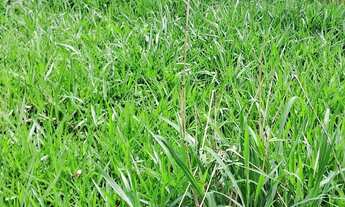 Imagem 4: LOTE EM BETIM Terreno / lote com venda por R$75.000