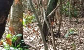 Imagem 2: Chácara na beira do Rio Lageado