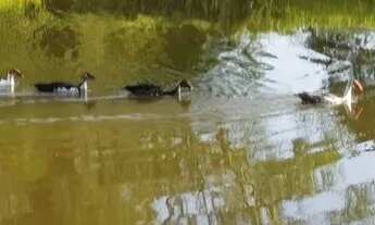 Imagem 3: Vende-se chácara no Município de Goianira