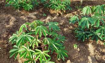 Imagem 5: Vendo esse terreno