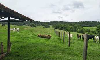 Imagem 6: Fazenda 48 Alqueires Cultura!