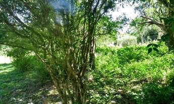 Imagem 7: Sítio frente para o asfalto Fundo com arroio em Gravataí