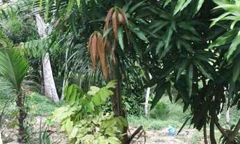 Imagem 4: Casa 3 quartos no Forest Hill por 590.000,00