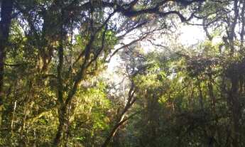 Imagem 4: Chácara para venda com 20000 metros quadrados em Criúva - Caxias do Sul - RS