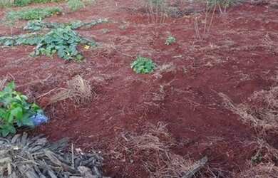 Imagem 5: Terreno em Londrina (PR) - 440 m2