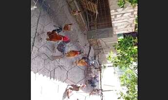 Imagem 7: Lindo sítio em general câmara!!!!