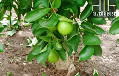 Imagem 2: Fazenda de 226hectares escriturada - venda casa sede com energia elétrica