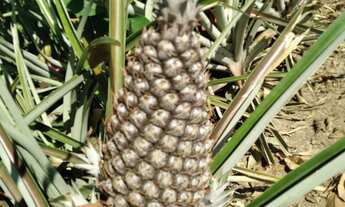 Imagem 6: Vendo Área de Terra em Sena Madureira